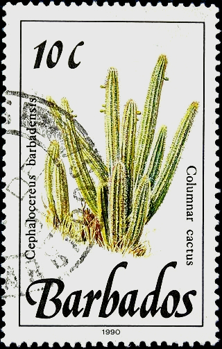 Барбадос 1990 год . Столбчатый кактус (Cephalocereus barbadensis) 10 с . 